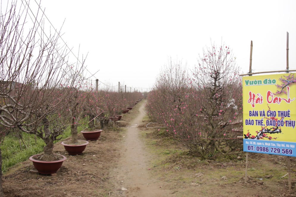 Đào được mùa, người dân Nhật Tân phấn khởi 